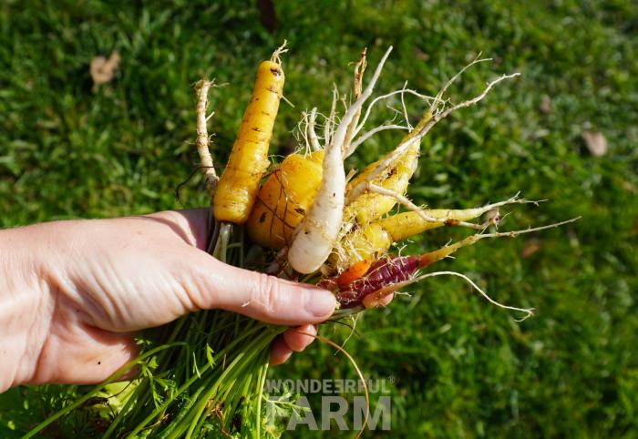 carrots with tops
