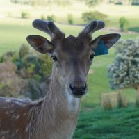 deer BlueBuck at wondeerful farm
