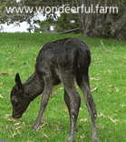 baby deer trying some grass on day 5