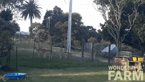 pooch and deer running