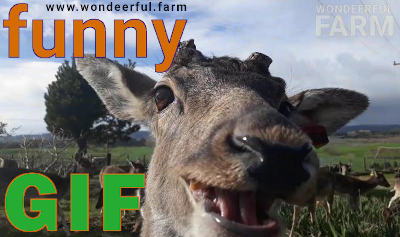 Funny DEER gif