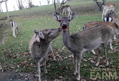 One last carrot, many deer bullies