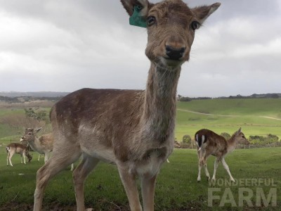 Do deer chew their cud?