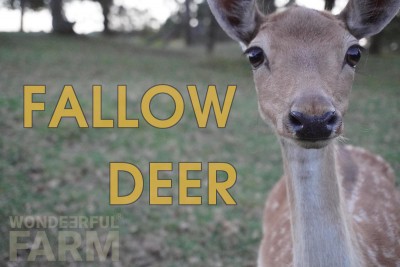 dama dama deer