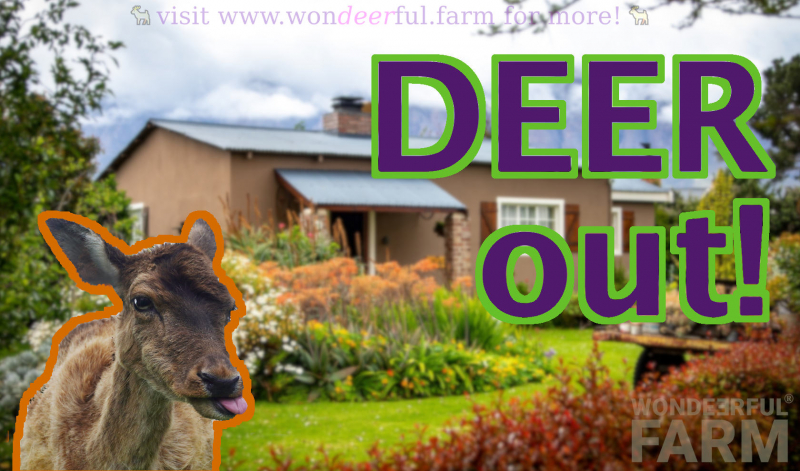 keeping deer out of the garden!